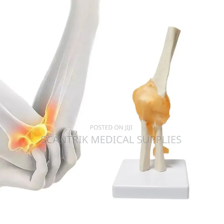 Educational Display Elbow Joint Anatomy Model
