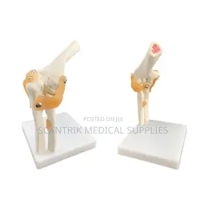 School Biology Elbow Joint Model With Ligaments