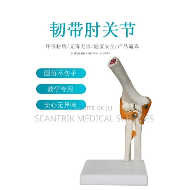 Clinical Elbow Ligament Educational Aid