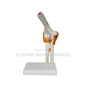 Professional Elbow Joint Model With Ligament Details