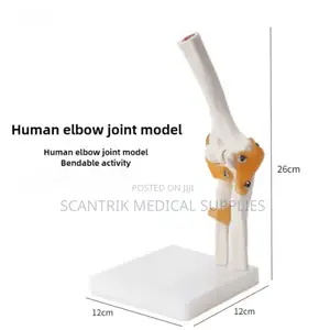 Hospital-Grade Elbow Ligament Anatomy Tool