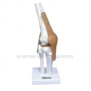 Manual Therapy Elbow Joint Ligament Model