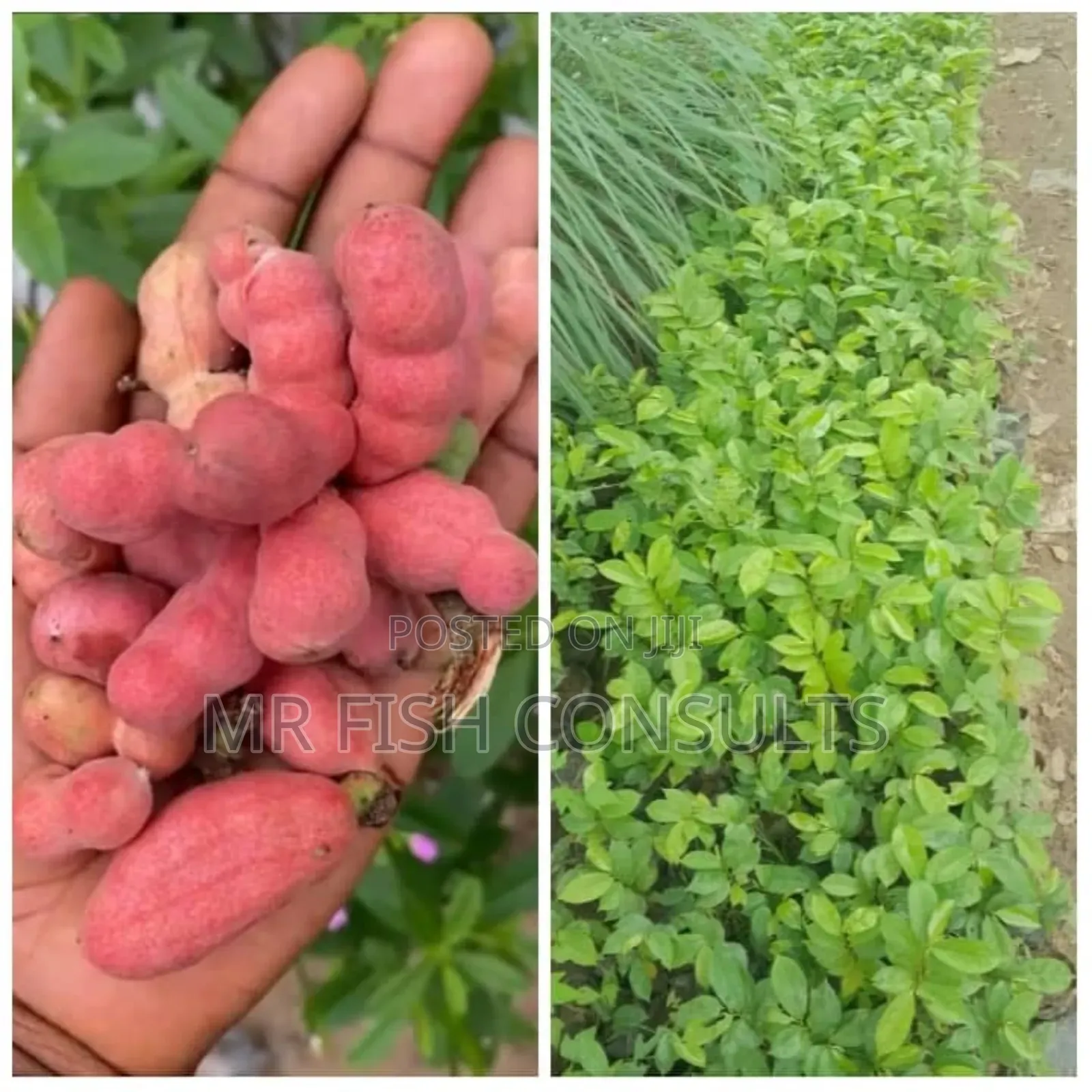 Pepper Fruit