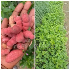 Pepper Fruit