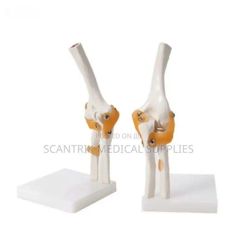 Basic Elbow Joint With Ligaments for Training