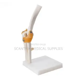 Interactive Elbow Joint Model for Practical Anatomy