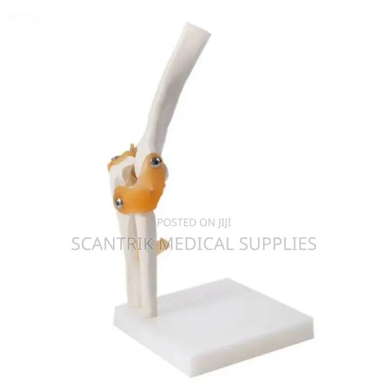 Interactive Elbow Joint Model for Practical Anatomy