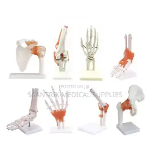 Sports Injury Elbow Joint Model With Ligaments