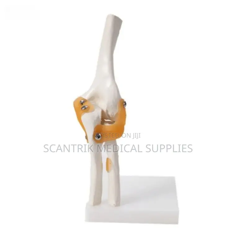 Diagnostic Elbow Ligament Reference Model