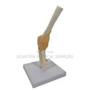 Deluxe PVC Elbow Joint Anatomy Model With Ligaments