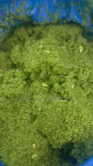 Wolfia Globosa