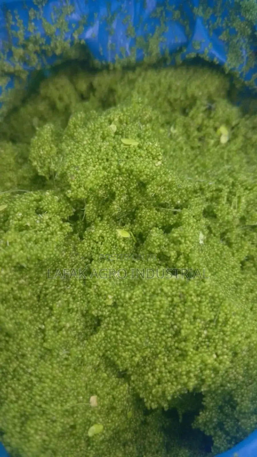 Wolfia Globosa