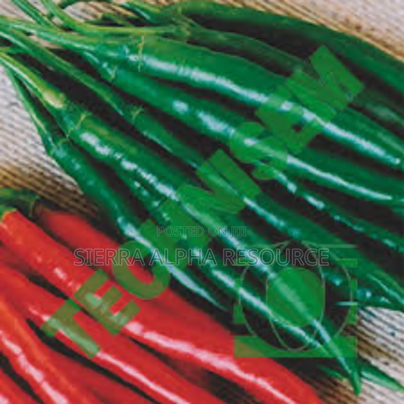 Chili Seeds