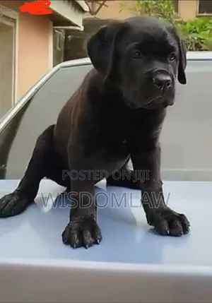 1-3 months Female Purebred Boerboel