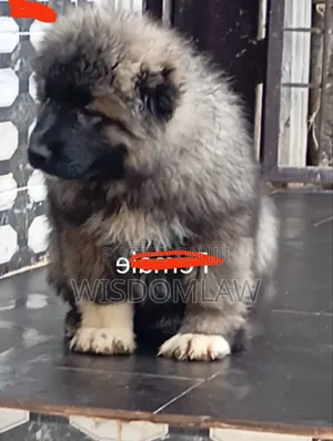 1-3 months Female Purebred Caucasian Shepherd