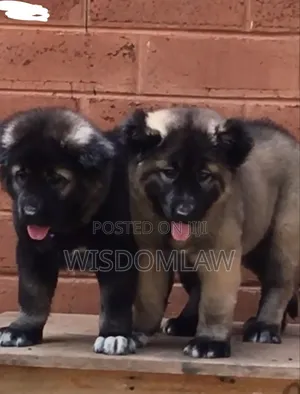 1-3 months Female Purebred Caucasian Shepherd
