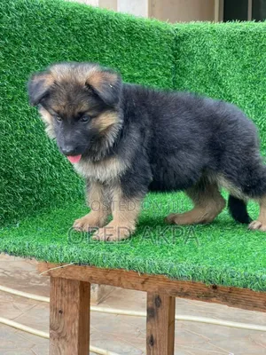 1-3 months Female Purebred German Shepherd