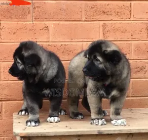 1-3 months Male Purebred Caucasian Shepherd