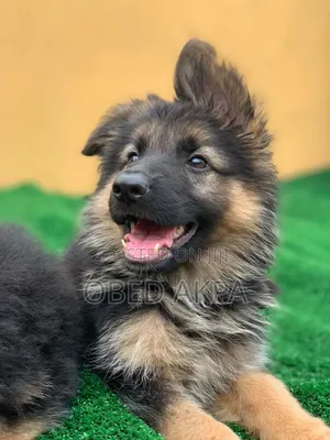 1-3 months Female Purebred German Shepherd