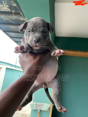1-3 months Female Purebred American Bully