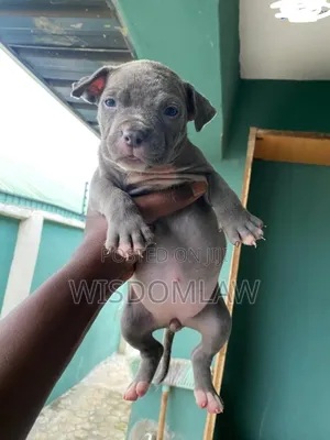 1-3 months Female Purebred American Bully