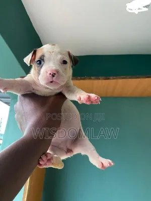 1-3 months Female Purebred American Bully