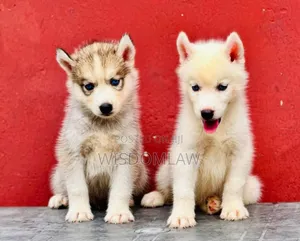 1-3 months Female Purebred Siberian Husky