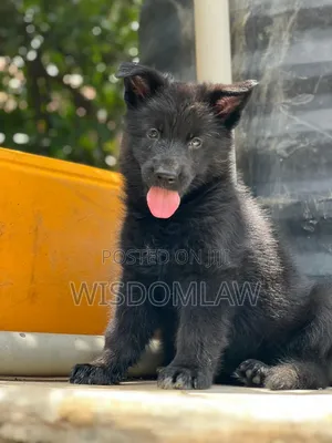 1-3 months Female Purebred German Shepherd