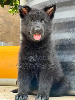 1-3 months Male Purebred German Shepherd
