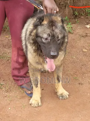 1+ year Male Purebred Caucasian Shepherd