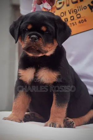 3-6 months Female Purebred Rottweiler
