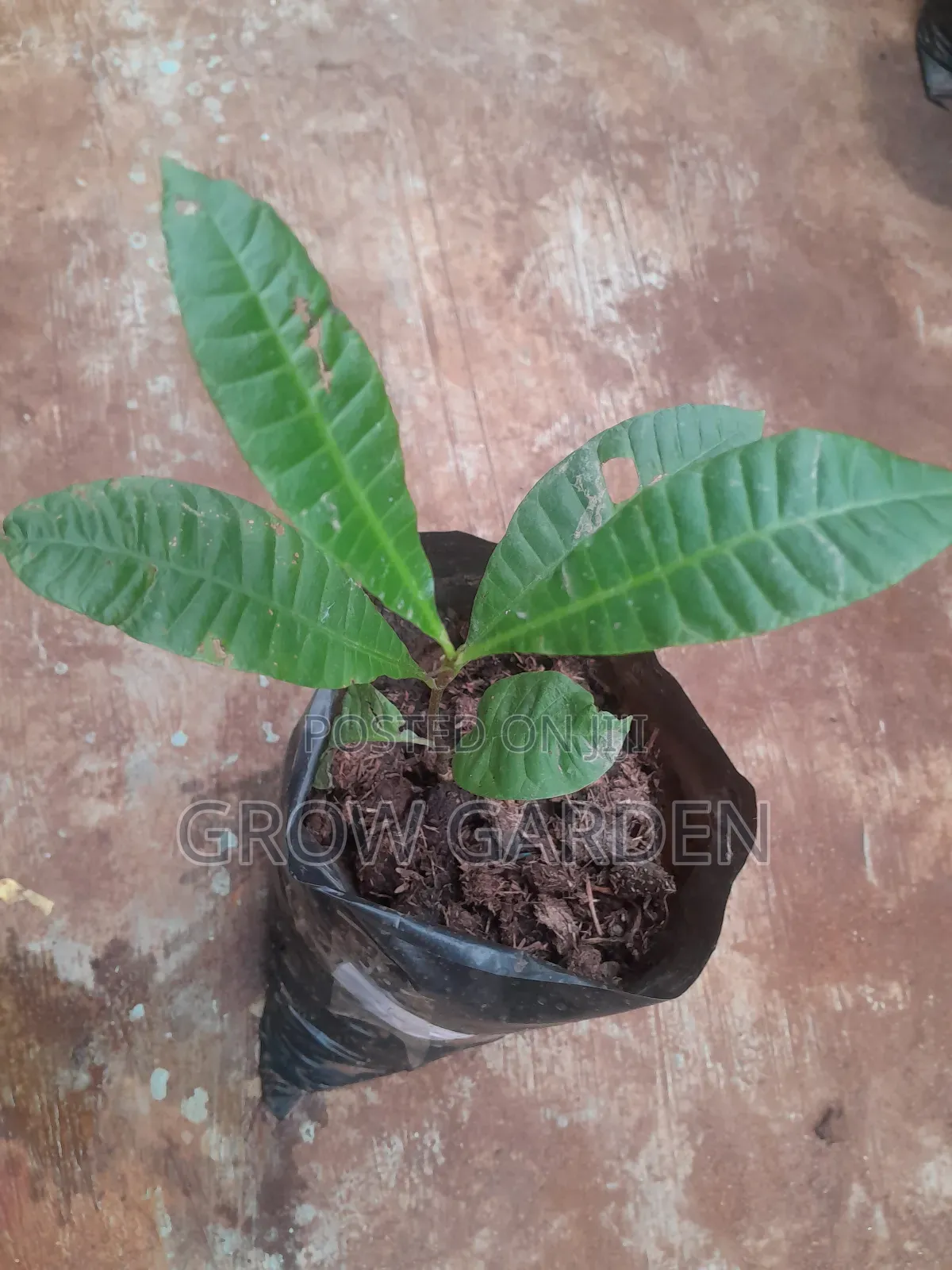 Cashew Seedlings
