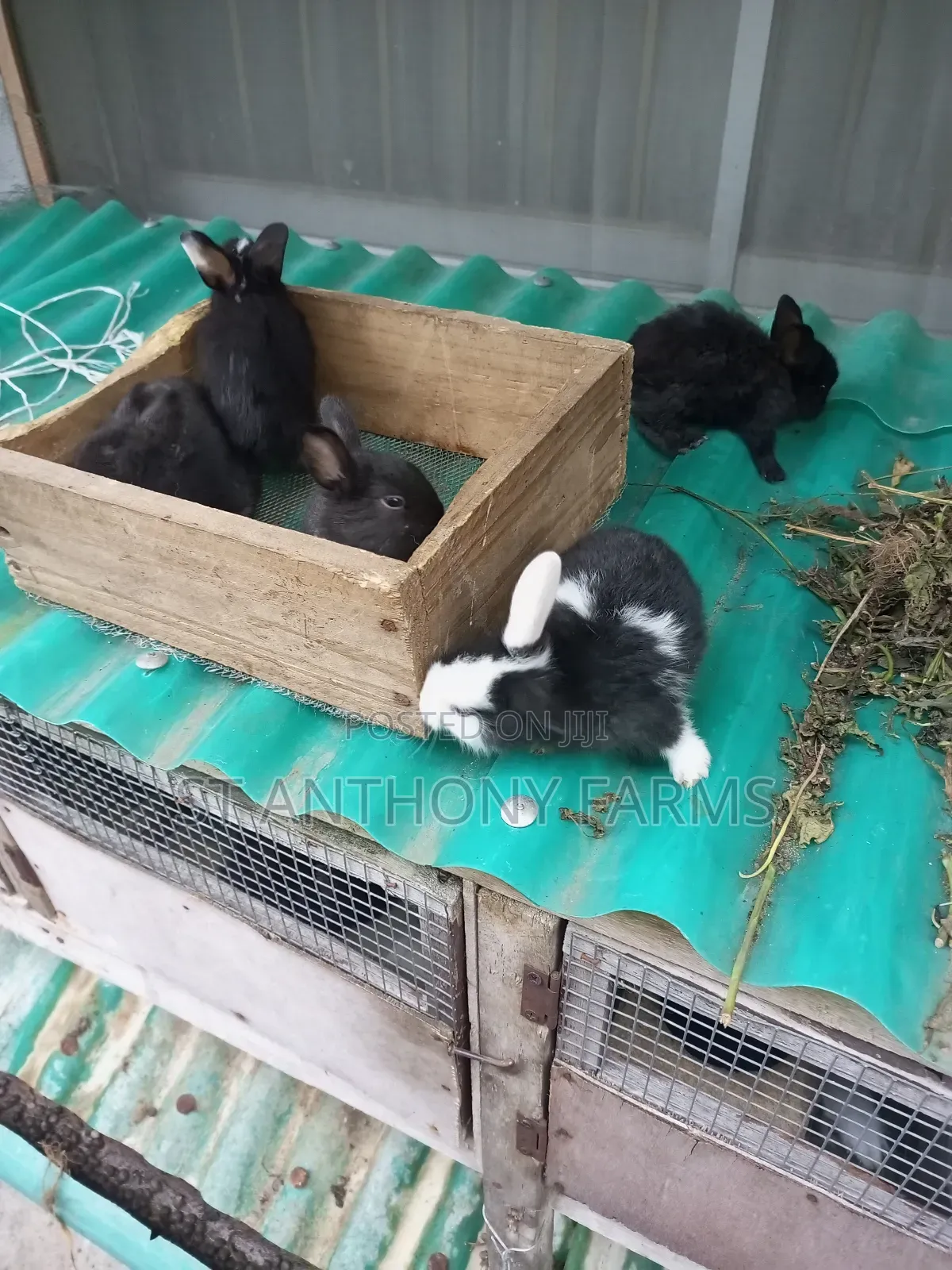 Cute Bunnies