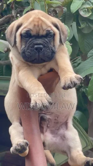 1-3 months Male Purebred Bullmastiff
