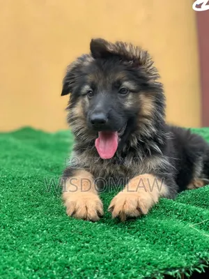 1-3 months Female Purebred German Shepherd