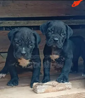 1-3 months Female Purebred Cane Corso