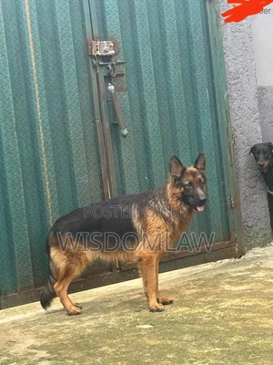 1+ year Male Purebred German Shepherd