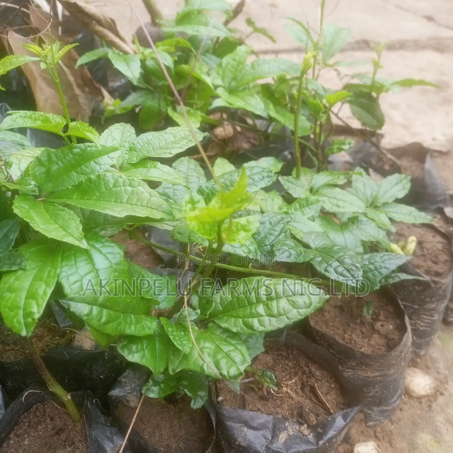 Fluted Pumpkin/Ugu Seedlings