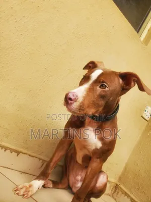 Photo - 6-12 months Male Purebred American Pit Bull Terrier