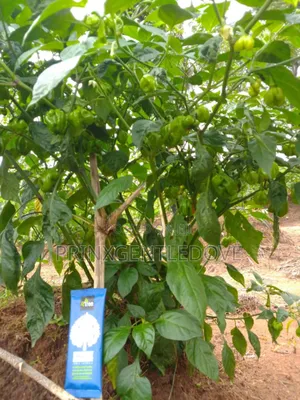 4tree Organic