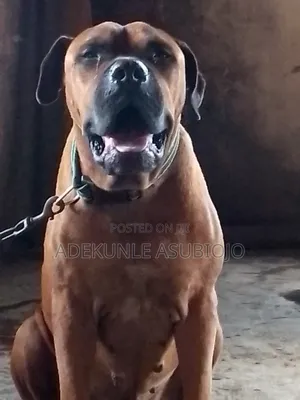 1+ year Male Purebred Boerboel