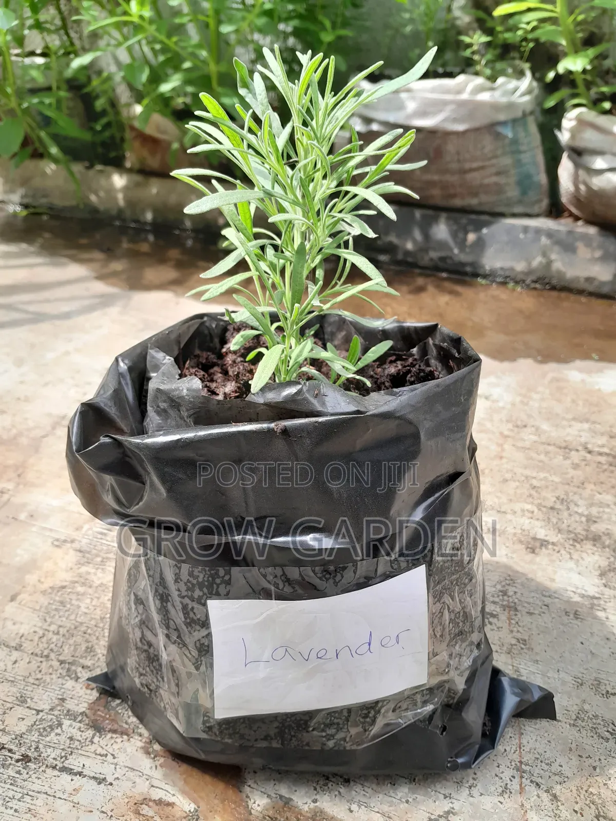 Lavender Seedling