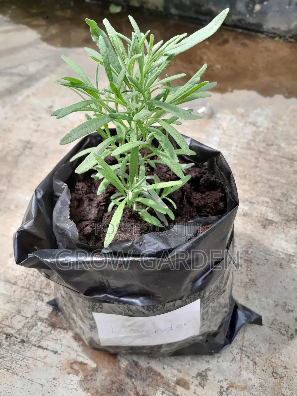 Lavender Seedling