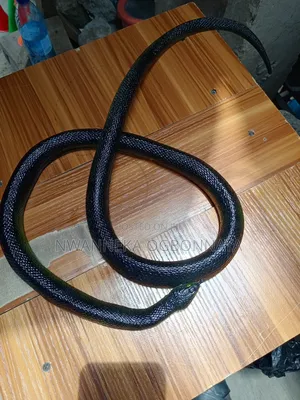 Photo - Fake Realistic Rubber Toy Snake