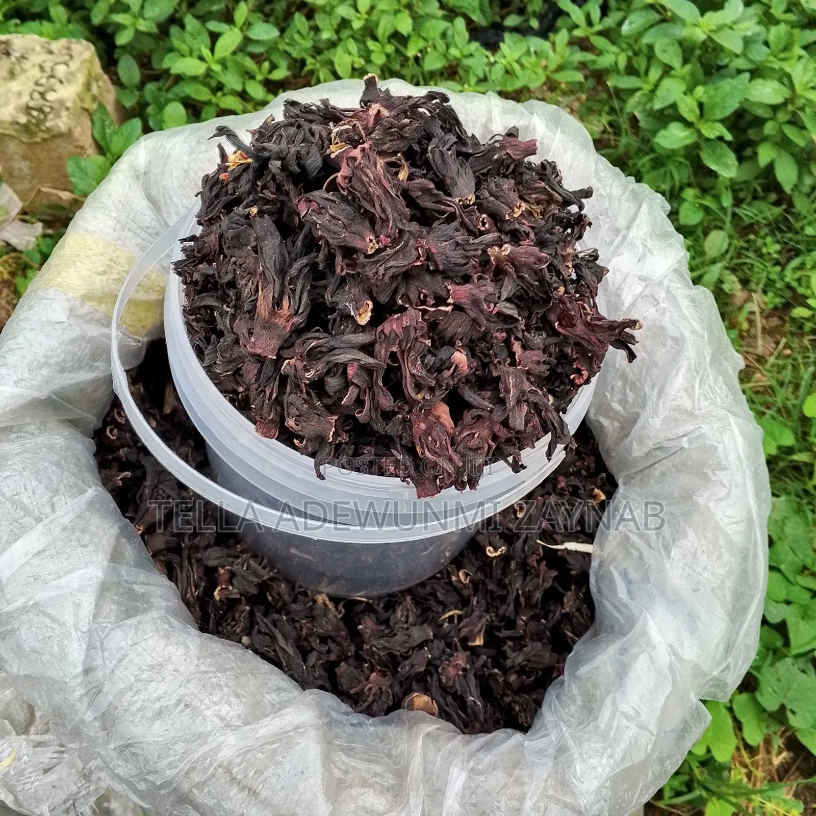 Zobo Leaf / Hibiscus Flower / Hibiscus Tea - 1 Custard Paint