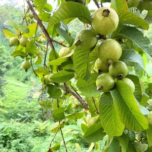 Guava Seedling
