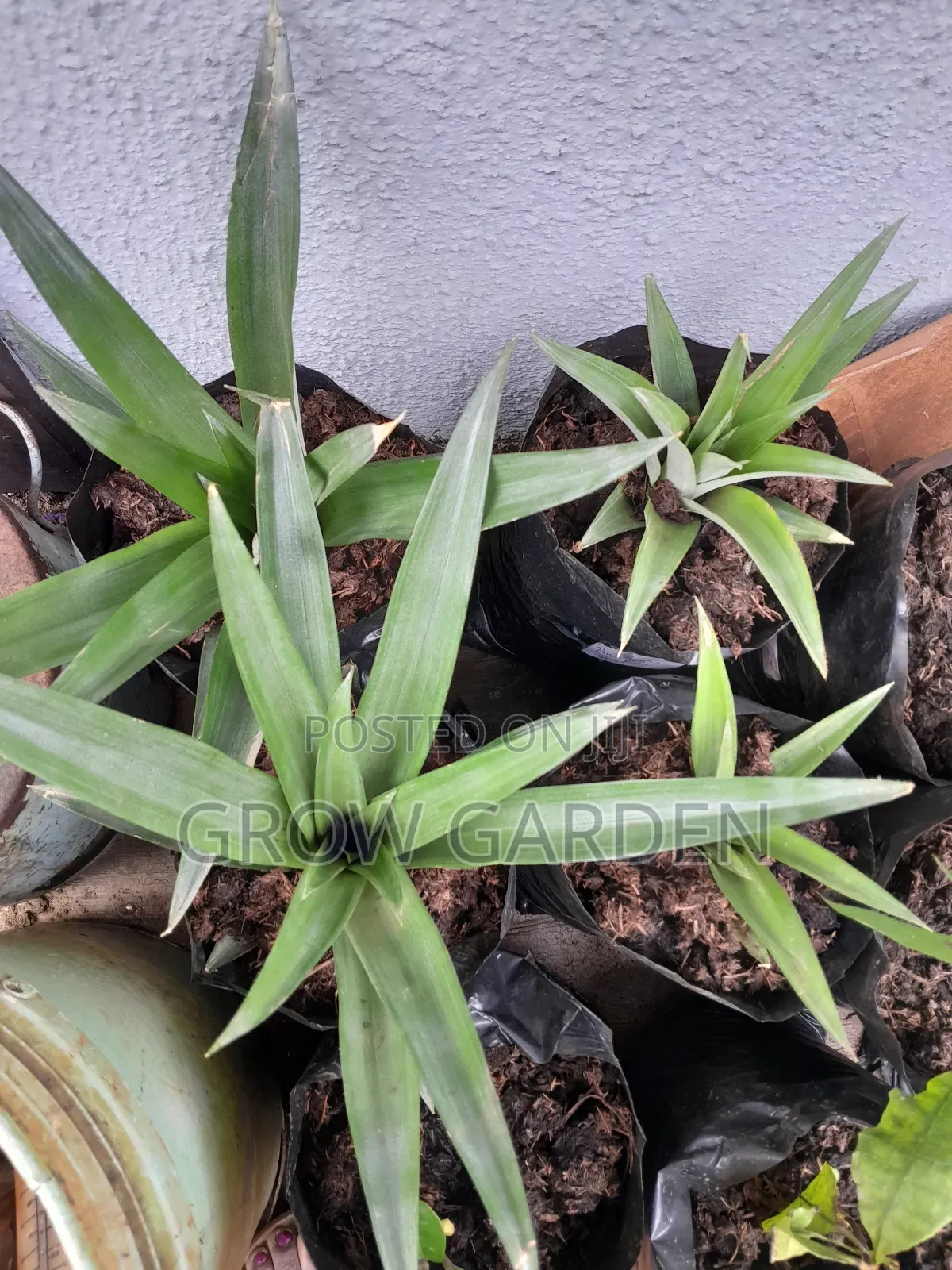 Pineapple Suckers