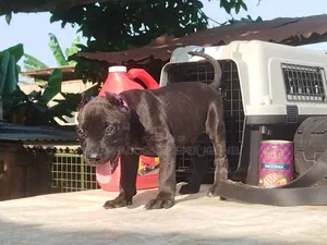 Photo - 1-3 months Male Purebred American Pit Bull Terrier