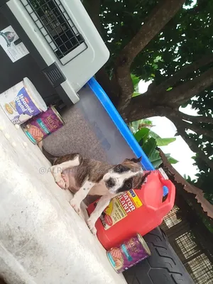 Photo - 1-3 months Male Purebred American Pit Bull Terrier