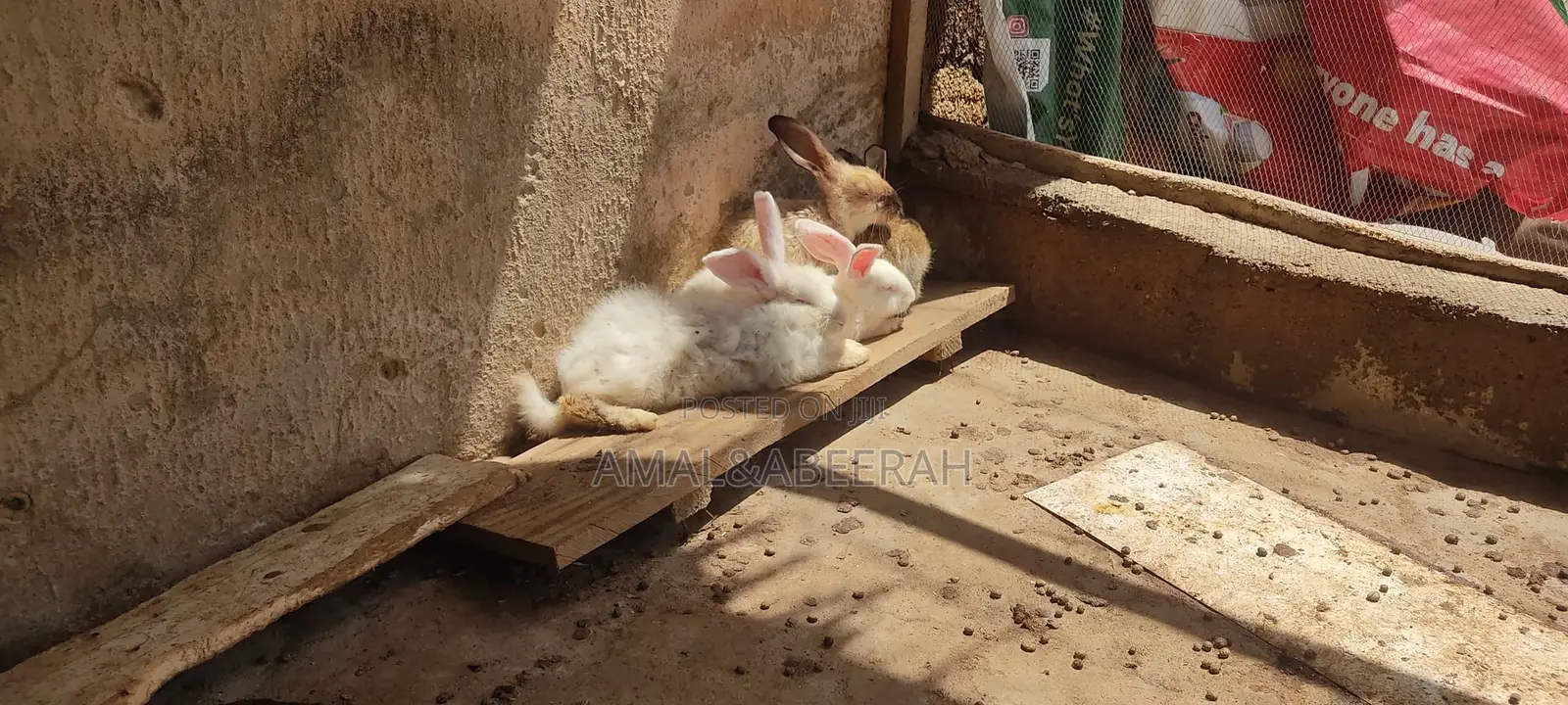 Rabbits for Sale